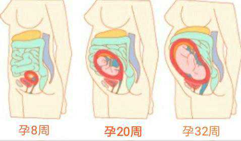 试管婴儿移植后食用西柚是否真能促进胚胎着床