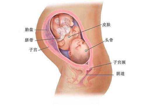 南京代生娃_什么等级的胚胎更容易通过美国试管婴儿基因检测？